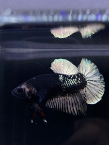 Male Halfmoon Plakat - Gold Avatar #2667 - Live Betta Fish