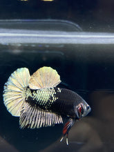 Load image into Gallery viewer, Male Halfmoon Plakat - Gold Avatar #2667 - Live Betta Fish
