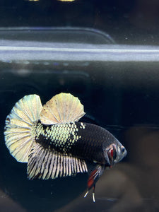 Male Halfmoon Plakat - Gold Avatar #2667 - Live Betta Fish