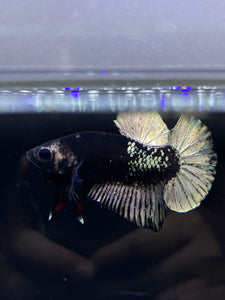 Male Halfmoon Plakat - Gold Avatar #2667 - Live Betta Fish