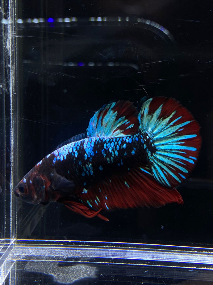 GIANT Male Halfmoon Plakat - Blue Avatar #2668 - Live Betta Fish