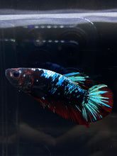 Load image into Gallery viewer, GIANT Male Halfmoon Plakat - Blue Avatar #2668 - Live Betta Fish
