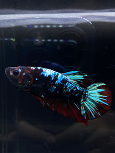 GIANT Male Halfmoon Plakat - Blue Avatar #2668 - Live Betta Fish