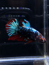 Load image into Gallery viewer, GIANT Male Halfmoon Plakat - Blue Avatar #2668 - Live Betta Fish
