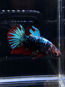 GIANT Male Halfmoon Plakat - Blue Avatar #2668 - Live Betta Fish