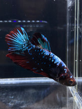 Load image into Gallery viewer, GIANT Male Halfmoon Plakat - Blue Avatar #2668 - Live Betta Fish
