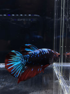 GIANT Male Halfmoon Plakat - Blue Avatar #2668 - Live Betta Fish