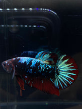 Load image into Gallery viewer, GIANT Male Halfmoon Plakat - Blue Avatar #2668 - Live Betta Fish
