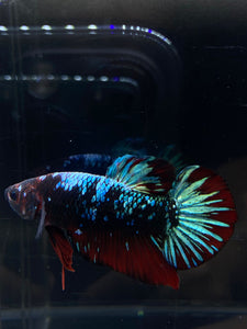 GIANT Male Halfmoon Plakat - Blue Avatar #2668 - Live Betta Fish