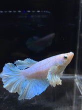 Load image into Gallery viewer, TOP GRADE Female Rosetail - Dumbo #2669 - Live Betta Fish
