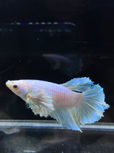 Load image into Gallery viewer, TOP GRADE Female Rosetail - Dumbo #2669 - Live Betta Fish
