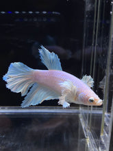 Load image into Gallery viewer, TOP GRADE Female Rosetail - Dumbo #2669 - Live Betta Fish
