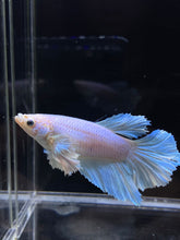 Load image into Gallery viewer, TOP GRADE Female Rosetail - Dumbo #2669 - Live Betta Fish
