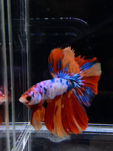 Male Halfmoon - Galaxy #2671 - Live Betta Fish (NIP TAIL)