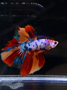 Male Halfmoon - Galaxy #2671 - Live Betta Fish (NIP TAIL)