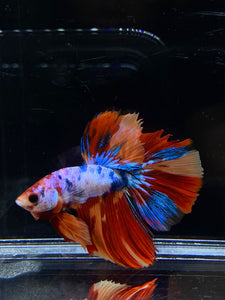 Male Halfmoon - Galaxy #2671 - Live Betta Fish (NIP TAIL)