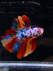 Male Halfmoon - Galaxy #2671 - Live Betta Fish (NIP TAIL)