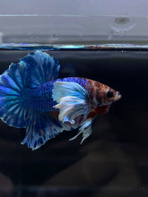 Load image into Gallery viewer, Male Halfmoon Plakat - Dumbo #2672 - Live Betta Fish
