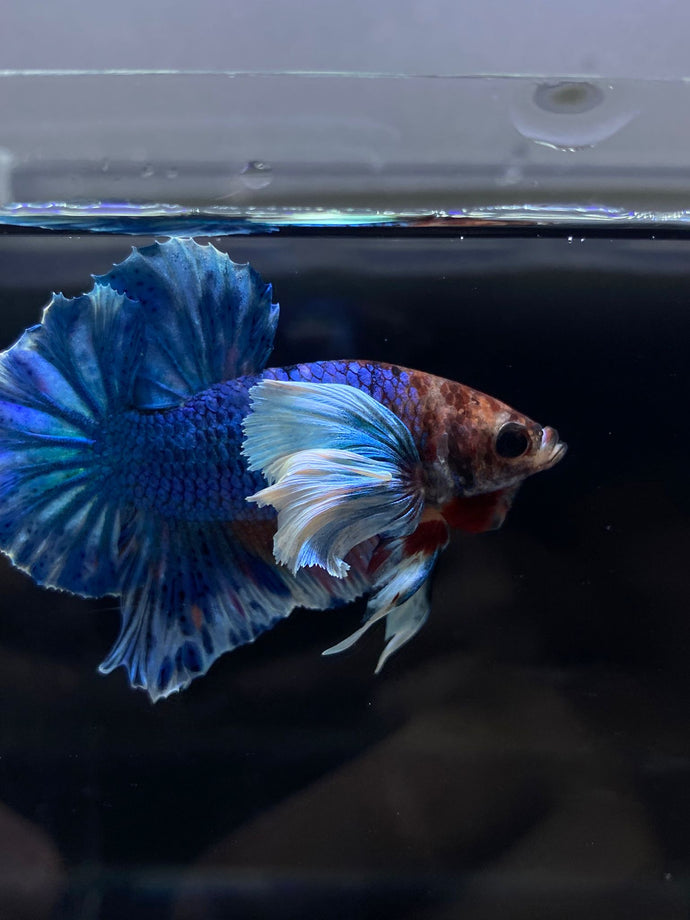 Male Halfmoon Plakat - Dumbo #2672 - Live Betta Fish