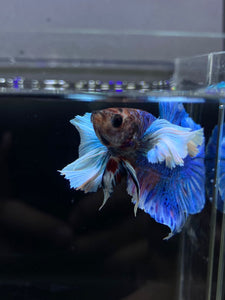 Male Halfmoon Plakat - Dumbo #2672 - Live Betta Fish