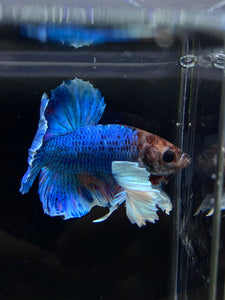 Male Halfmoon Plakat - Dumbo #2672 - Live Betta Fish