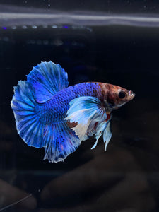 Male Halfmoon Plakat - Dumbo #2672 - Live Betta Fish