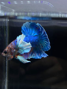 Male Halfmoon Plakat - Dumbo #2672 - Live Betta Fish