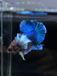 Male Halfmoon Plakat - Dumbo #2672 - Live Betta Fish