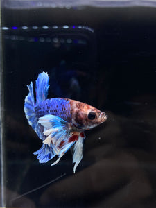 Male Halfmoon Plakat - Dumbo #2672 - Live Betta Fish