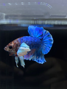 Male Halfmoon Plakat - Dumbo #2672 - Live Betta Fish