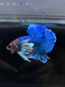 Male Halfmoon Plakat - Dumbo #2672 - Live Betta Fish