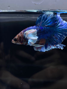 Male Halfmoon Plakat - Dumbo #2672 - Live Betta Fish