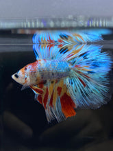 Load image into Gallery viewer, Male Fullmoon - Multicolor #2674 - Live Betta Fish
