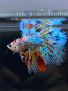 Male Fullmoon - Multicolor #2674 - Live Betta Fish