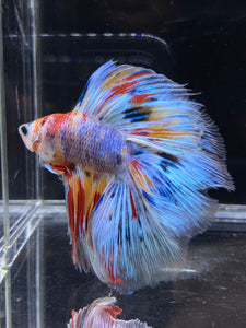 Male Fullmoon - Multicolor #2674 - Live Betta Fish