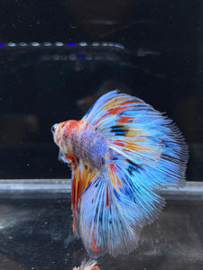 Male Fullmoon - Multicolor #2674 - Live Betta Fish