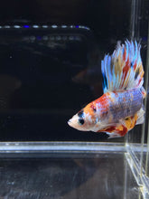 Load image into Gallery viewer, Male Fullmoon - Multicolor #2674 - Live Betta Fish
