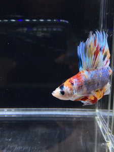 Male Fullmoon - Multicolor #2674 - Live Betta Fish