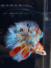 Load image into Gallery viewer, Male Fullmoon - Multicolor #2674 - Live Betta Fish
