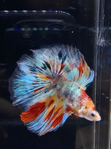 Male Fullmoon - Multicolor #2674 - Live Betta Fish