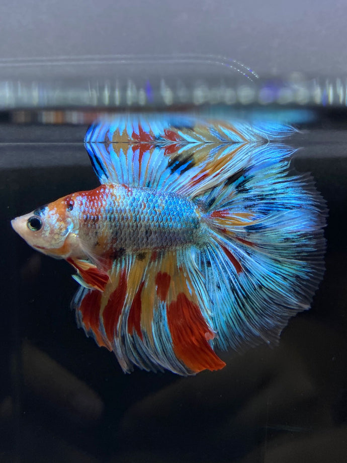 Male Fullmoon - Multicolor #2674 - Live Betta Fish