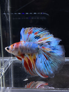 Male Fullmoon - Multicolor #2674 - Live Betta Fish