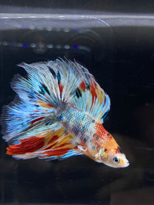 Male Fullmoon - Multicolor #2674 - Live Betta Fish