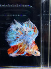 Load image into Gallery viewer, Male Fullmoon - Multicolor #2674 - Live Betta Fish
