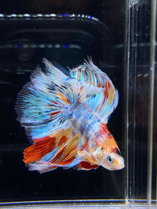 Male Fullmoon - Multicolor #2674 - Live Betta Fish