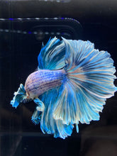 Load image into Gallery viewer, Male Rosetail - Pastel Dumbo #2675 - Live Betta Fish
