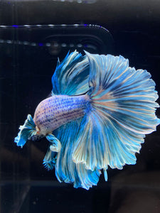 Male Rosetail - Pastel Dumbo #2675 - Live Betta Fish