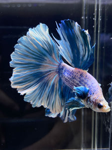 Male Rosetail - Pastel Dumbo #2675 - Live Betta Fish