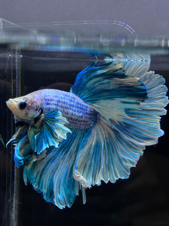 Male Rosetail - Pastel Dumbo #2675 - Live Betta Fish