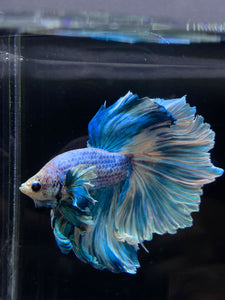 Male Rosetail - Pastel Dumbo #2675 - Live Betta Fish